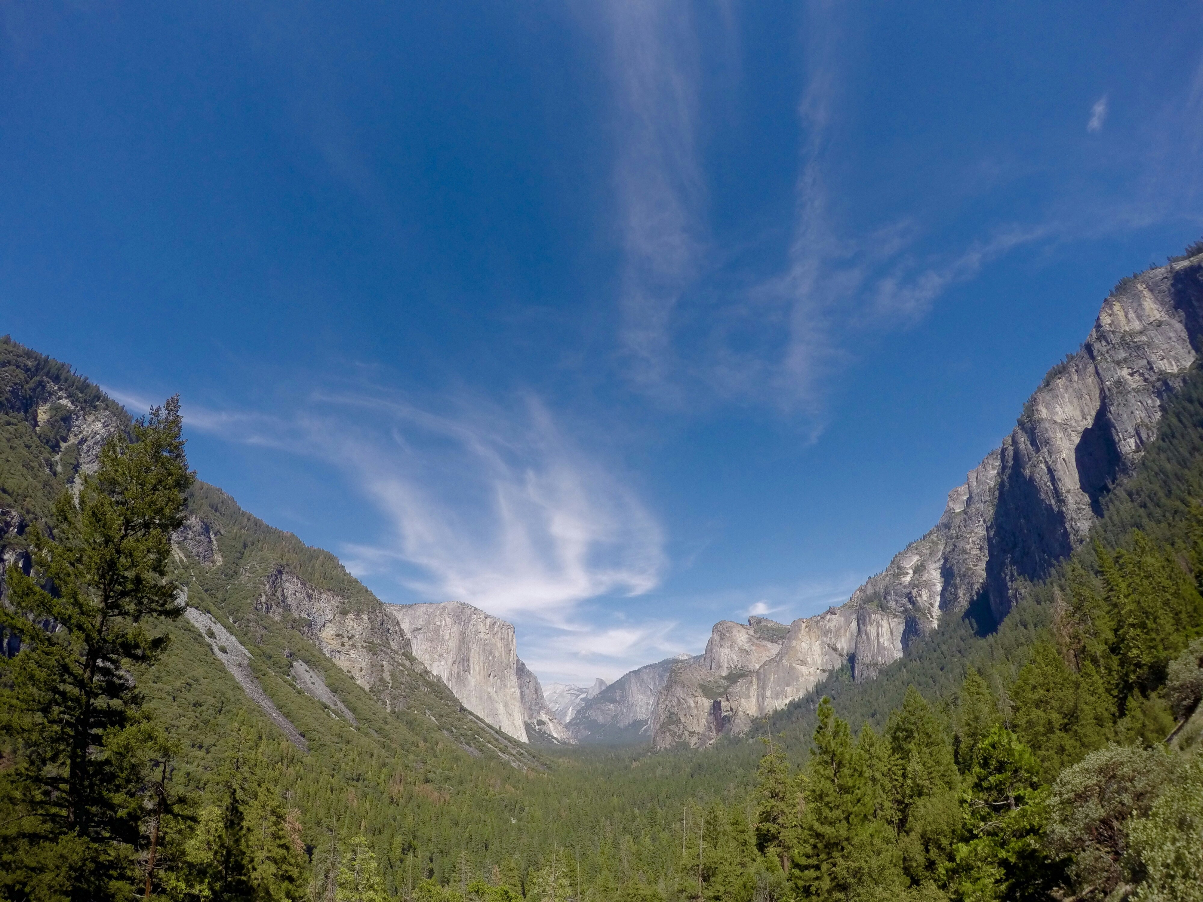 forest and mountain